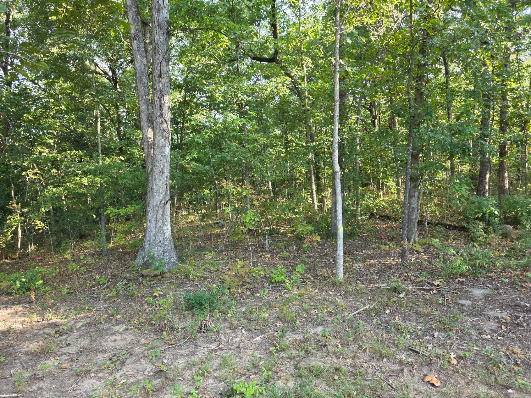 Forestry mulching job 3 — before: overgrown brush and thickets