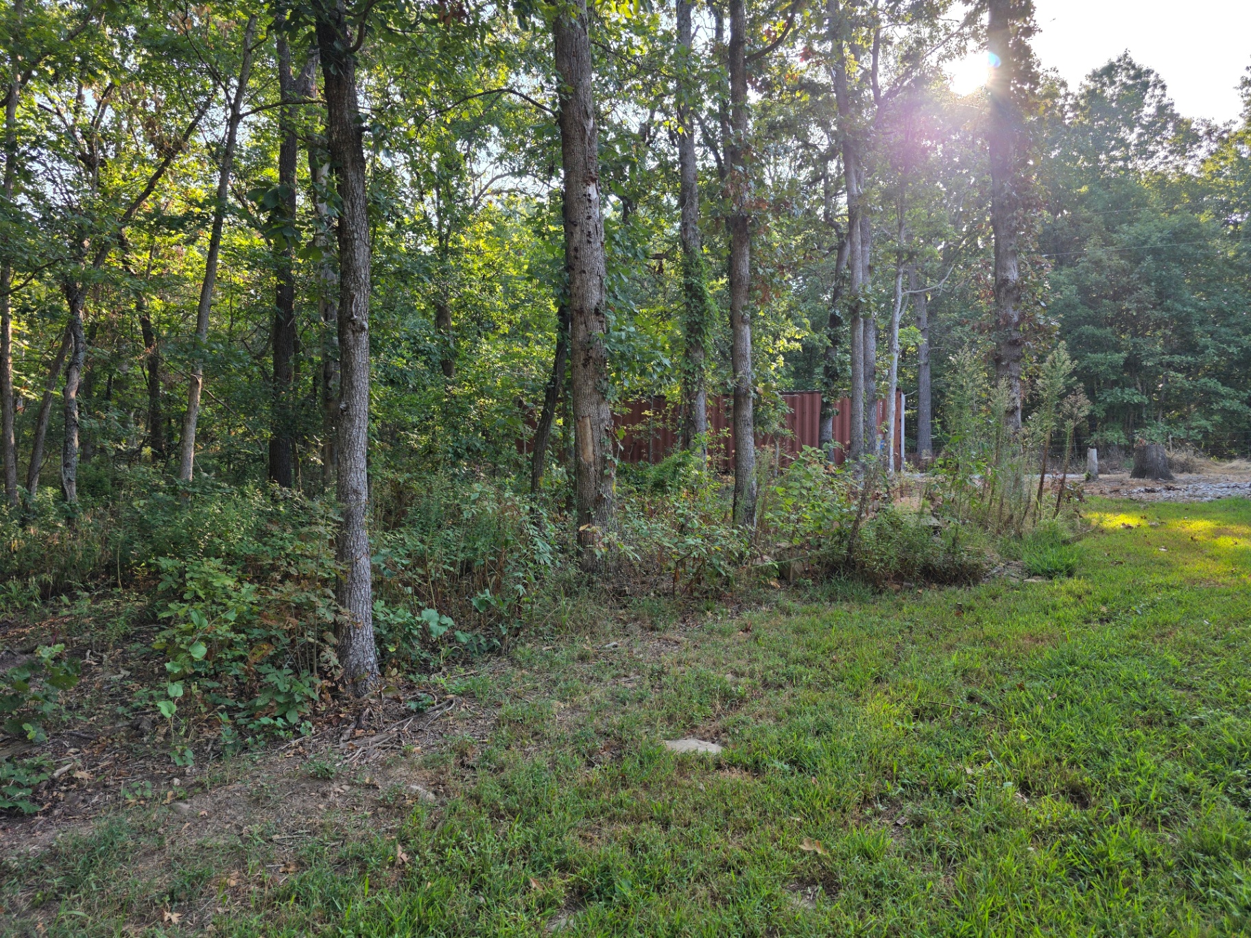 Forestry mulching job 2 — before: overgrown brush and thickets